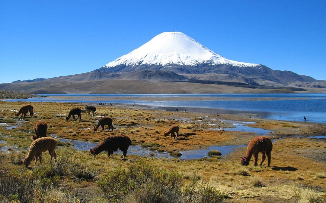 CONAF abre registro para consultores forestales en Arica y Tarapacá